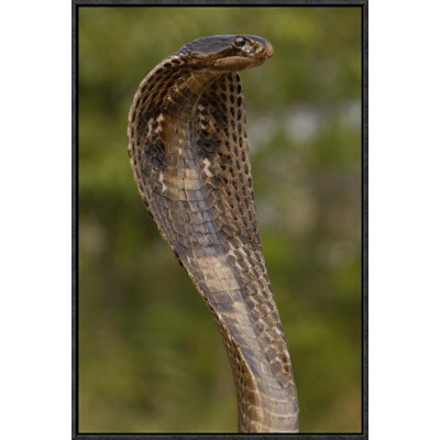 " Spectacled Cobra With Hood Flared "
