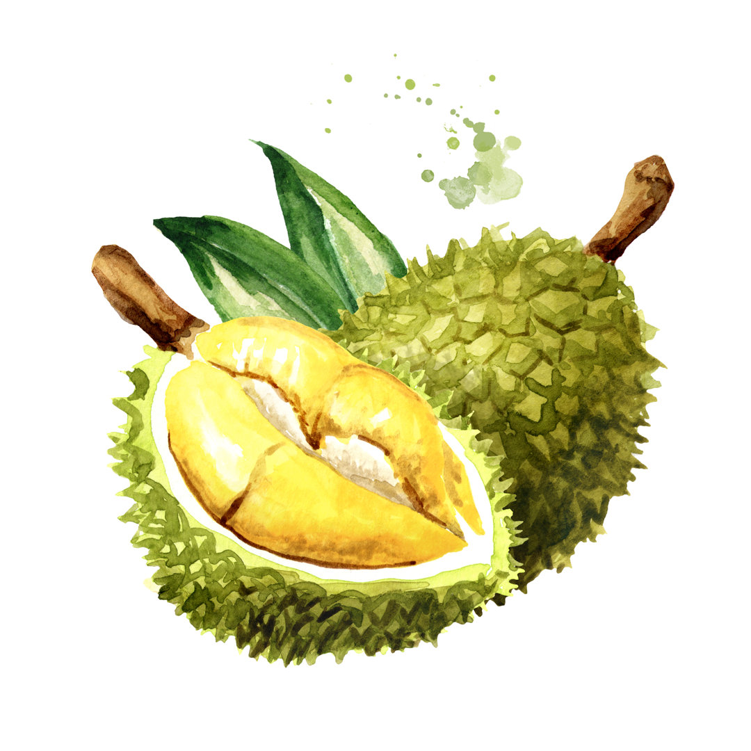 Durian Frucht von Daria Ustiugova - Druck