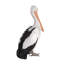 Pelican debout Juli