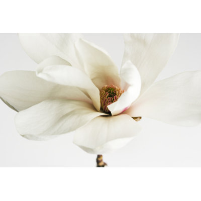 Spring Magnolia Blossom by YinYang - Wrapped Canvas Print