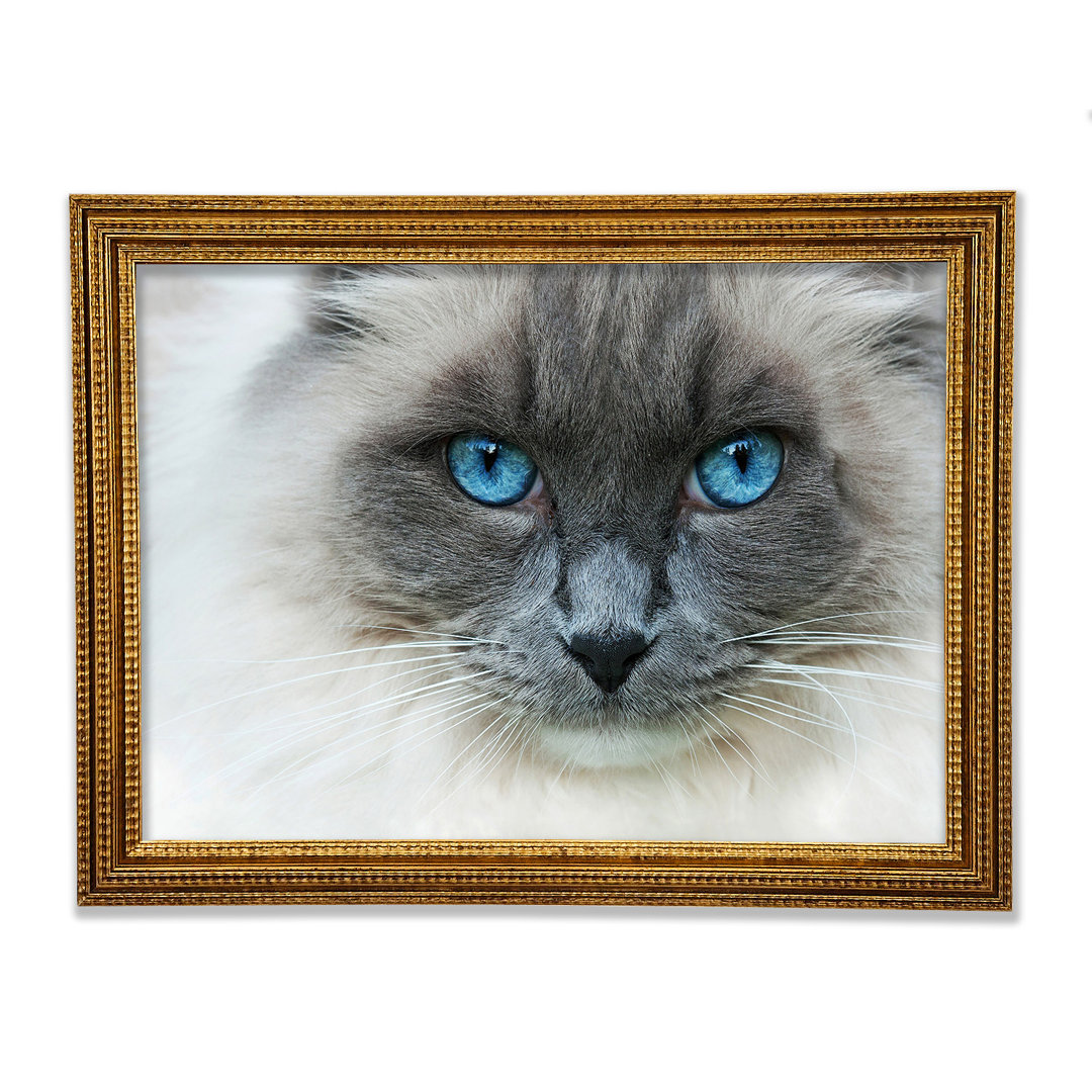 Ragdoll-Katzengesicht - Einzelner Bilderrahmen Kunstdrucke