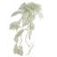Caladium Spiller Stem