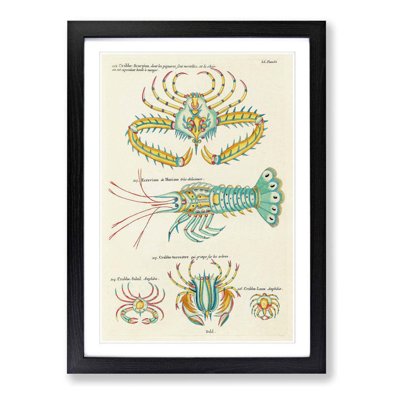 East Indies Lobster & Crab Illustrations LI by Louis Renard - Picture Frame Graphic Art Print on MDF, Black Framed