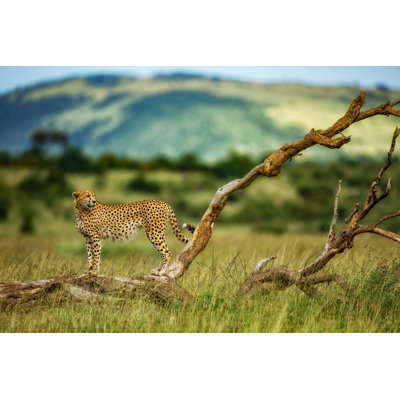 Masai Mara Wildlife - Wrapped Canvas Print