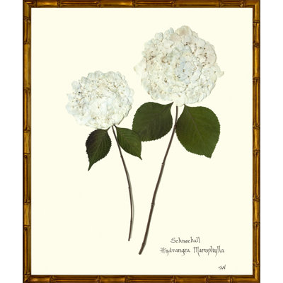 Double White Hydrangea