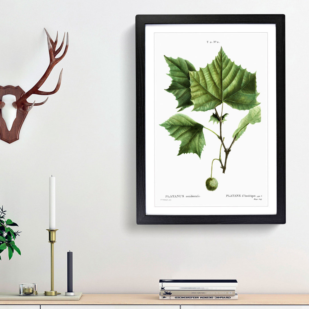 Sycamore Tree by Pierre-Joseph Redoute - Picture Frame Art Prints