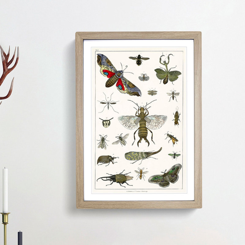 Various Insects by Oliver Goldsmith - Picture Frame Painting Print, 65cm H x 48cm W x 2cm D, Oak Framed