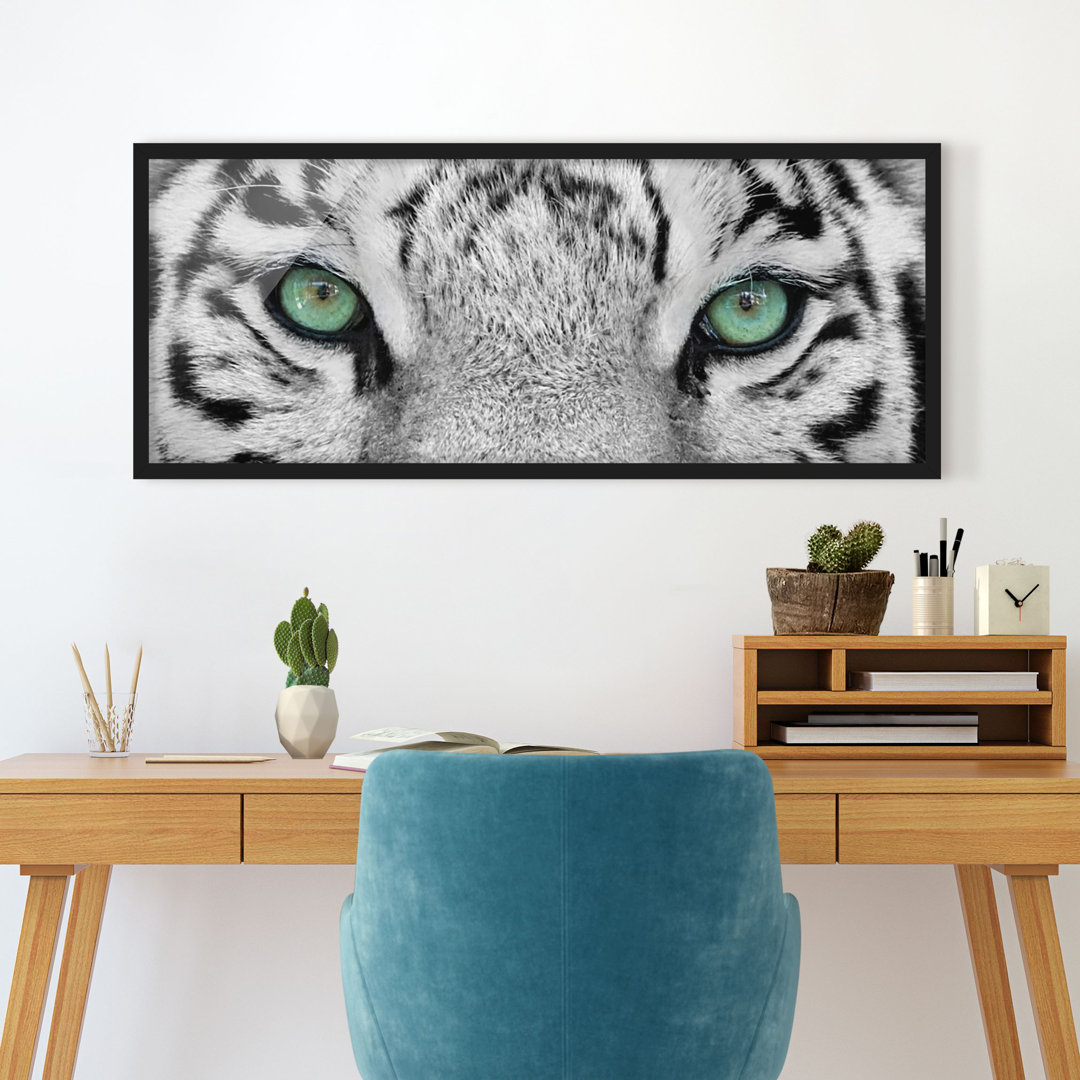 Gerahmter Fotodruck White Tiger