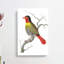 Variegated Finch by George Shaw - Wrapped Canvas-55330630
