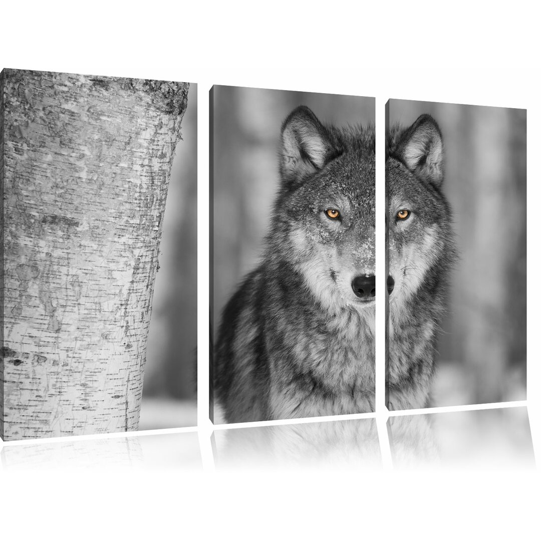 3-tlg. Leinwandbilder-Set „Wunderschöner wachsamer Wolf", Fotodruck