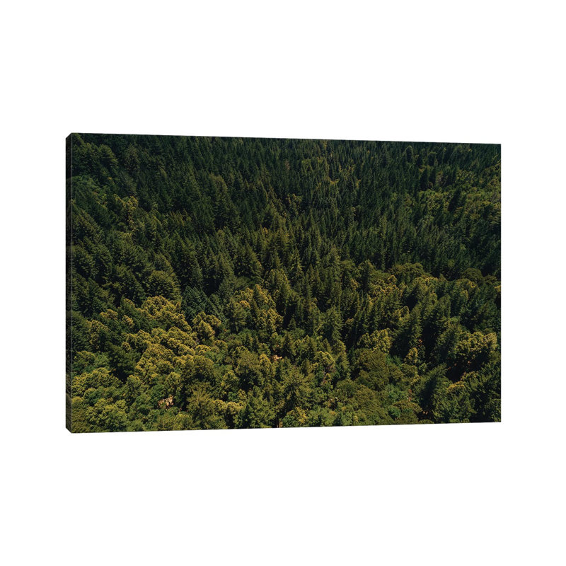 California Redwood Forest II by Bethany Young - Print on Canvas, Wrapped Canvas, 30.48cm H x 45.72cm W x 1.91cm D