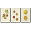 Persimmon II - ensemble de 3 reproductions sur toile-97710321-97710320