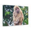 Art mural majestueux babouin-2038949581