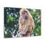 Art mural majestueux babouin-2038949583