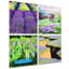 «Marvel Splendid Lavander» Marival