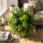 7.5 Inch Boxwood Ball No Pot Included