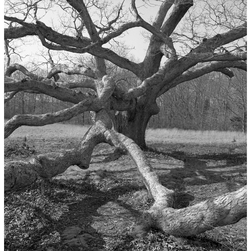 The Tree by Russell Mott, 24" H x 36" W x 0.01" D