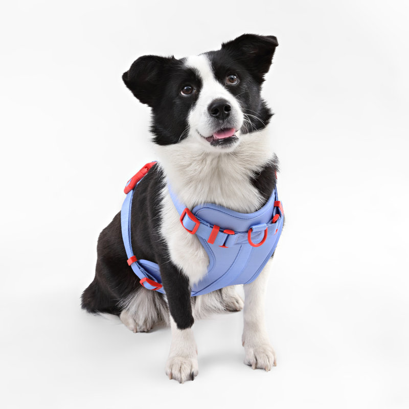 Harnais pour animal de compagnie Arlo, Pervenche, 37" W x 37" D