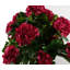 Faux Plant in Pot Liner-93266718-93266719