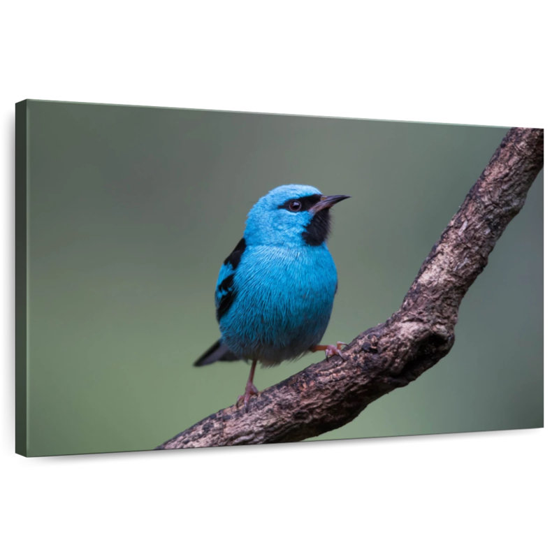 Brampt Vivid Blue Bird, 16" H x 24" W