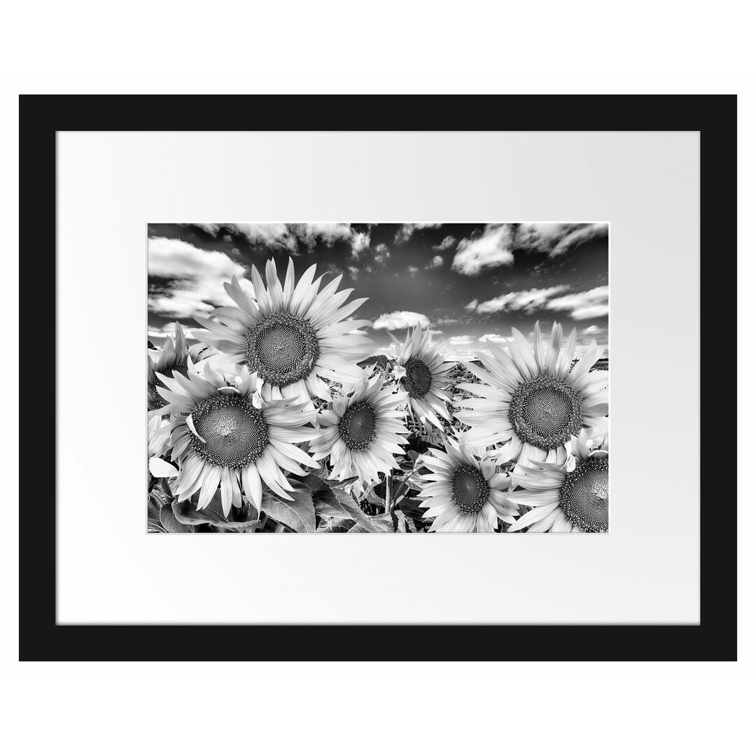 Gerahmtes Poster Sonnenblumenwiese unter Himmel