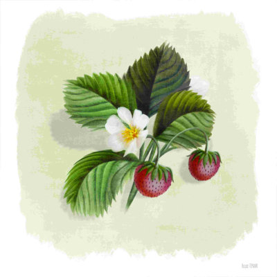 Fraise botanique 2886201