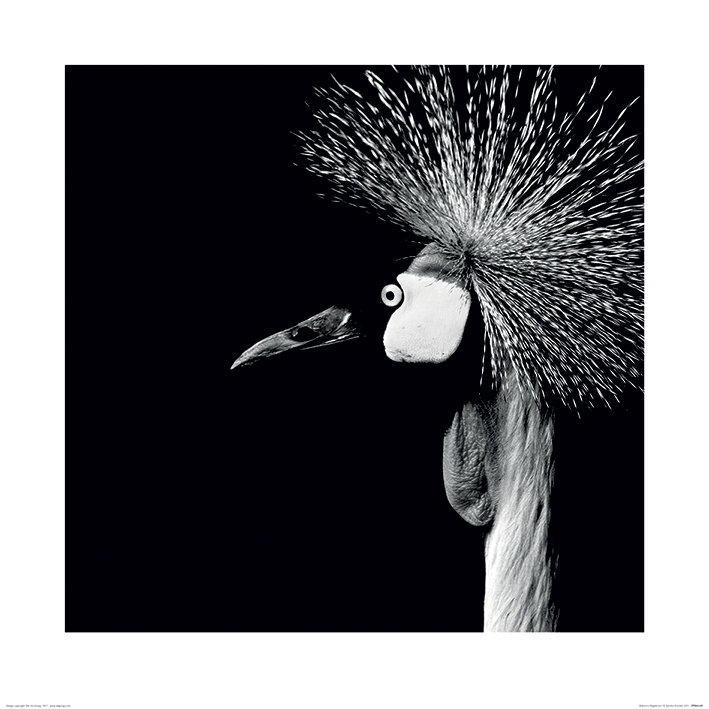Marina Cano - No Frame Print, 60cm H x 60cm W
