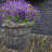 Mixed Arrangement-1398364672