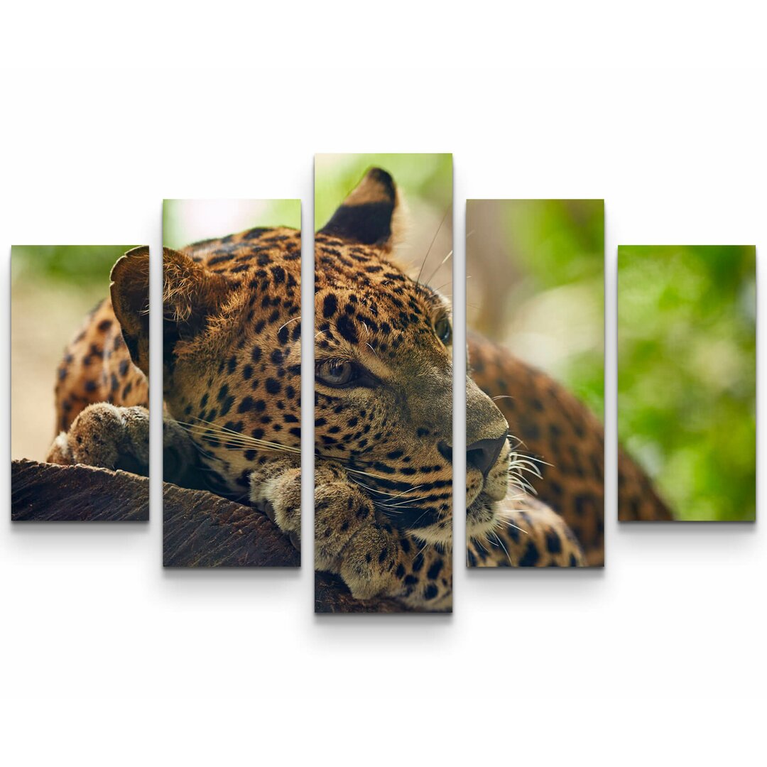 5-tlg. Leinwandbilder-Set Liegender Leopard