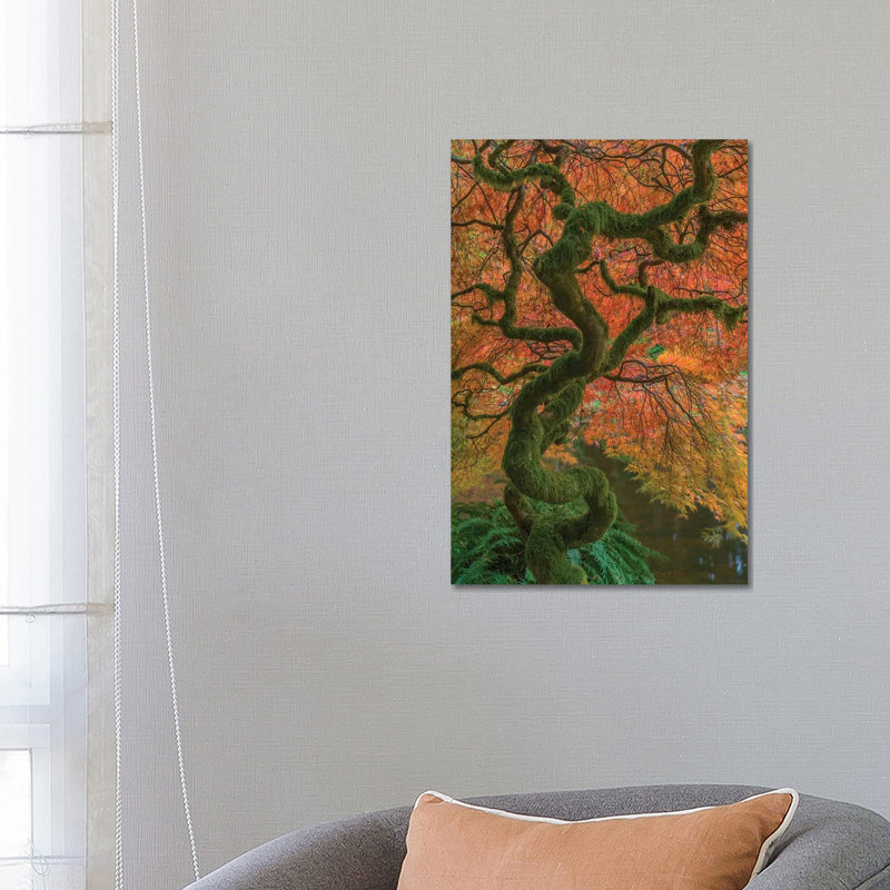 USA, Washington State, Bainbridge Island. Japanese Maple Tree In Fall. by Jaynes Gallery - Wrapped Canvas Gallery-Wrapped Canvas Giclée