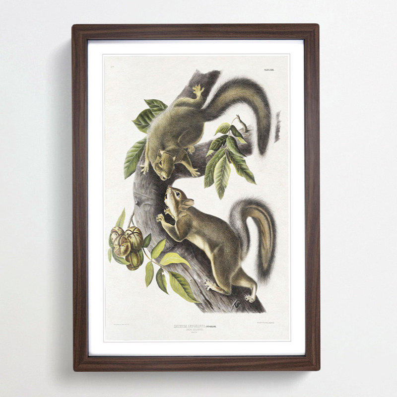 Hare Squirrels by J.W. Audubon - Picture Frame Painting Print, Walnut Framed, 48cm H x 36cm W x 2cm D