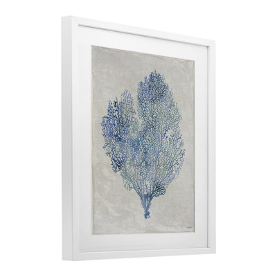 Corail, algues