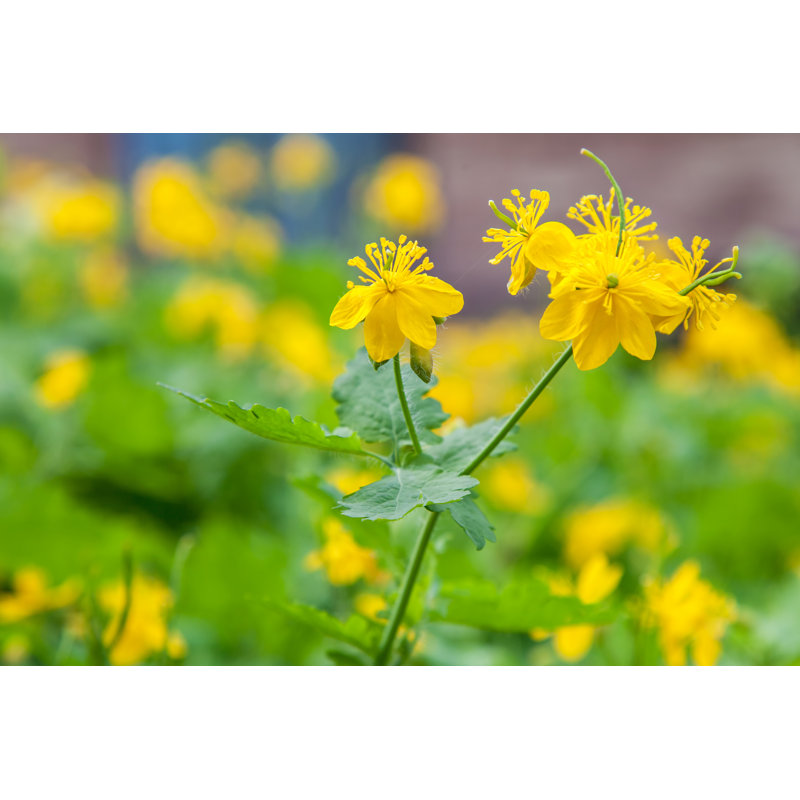 Flowering Celandine Plants Close-up by V_zaitsev - Wrapped Canvas Print, 30cm H x 46cm W x 3.8cm D