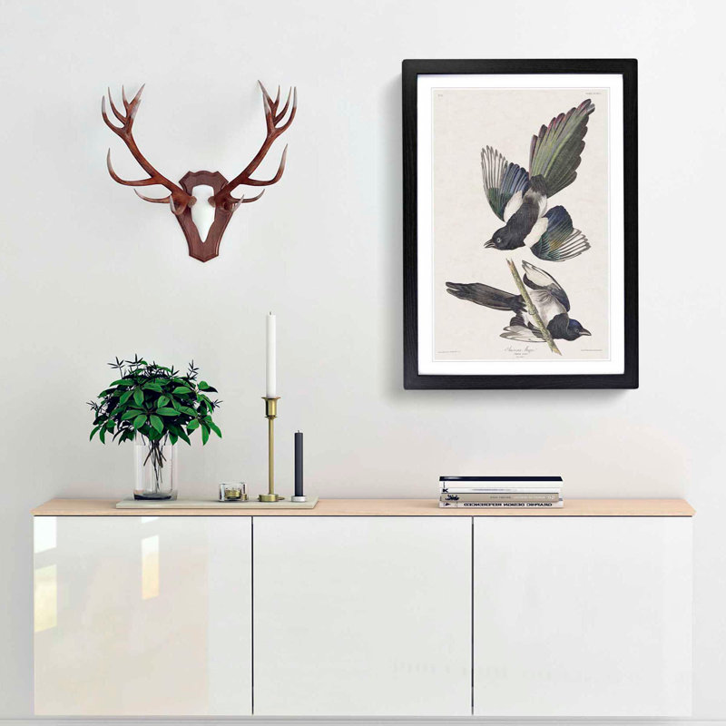 American Magpie by John Audubon - Single Picture Frame Painting, 33cm H x 24cm W x 2cm D, Black Framed
