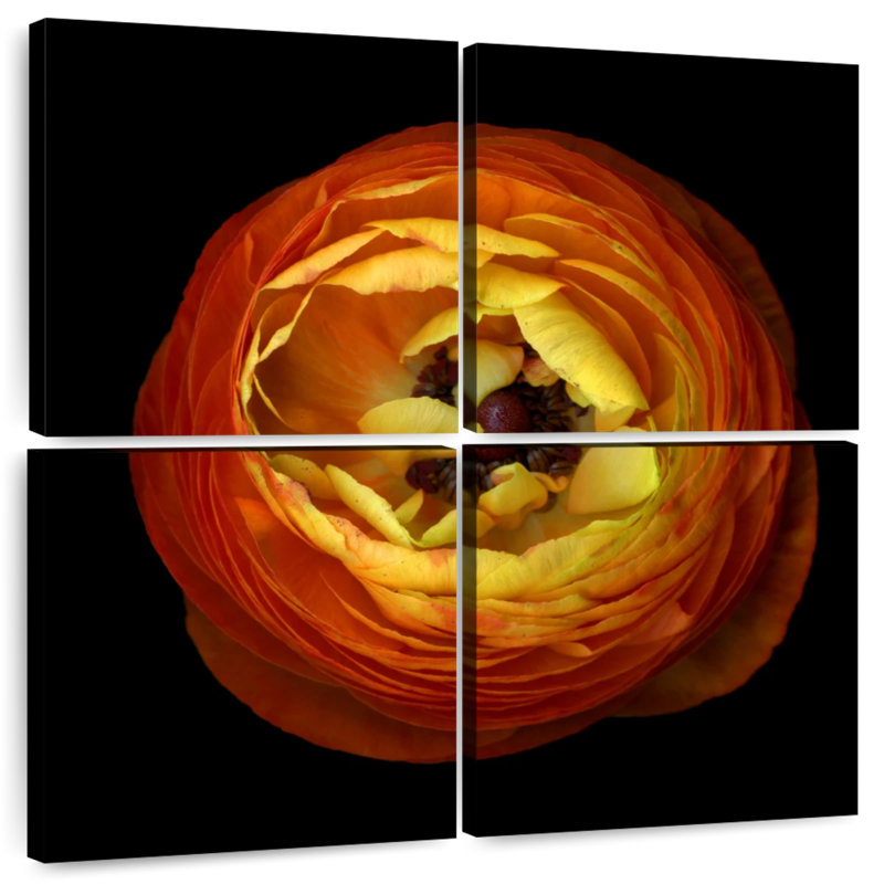 Harnek Ranunculus Orange III, 18" H x 18" W