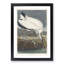 Wood Stork by John James Audubon - Framed Print-55612957-55612964