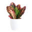 Live Petra Croton Plant in Classic Pot-49662113