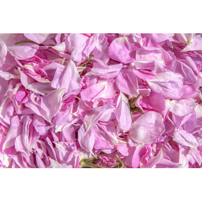 Ezzie Ezzie Fresh Blossoms Of Roses by Balazs Kovacs - Wrapped Canvas Print