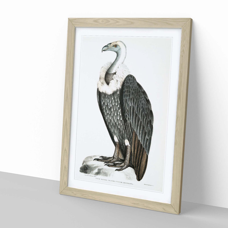 White-Backed Vulture by John Edward Gray - Framed Print, 50cm H x 35cm W x 2cm D, Oak