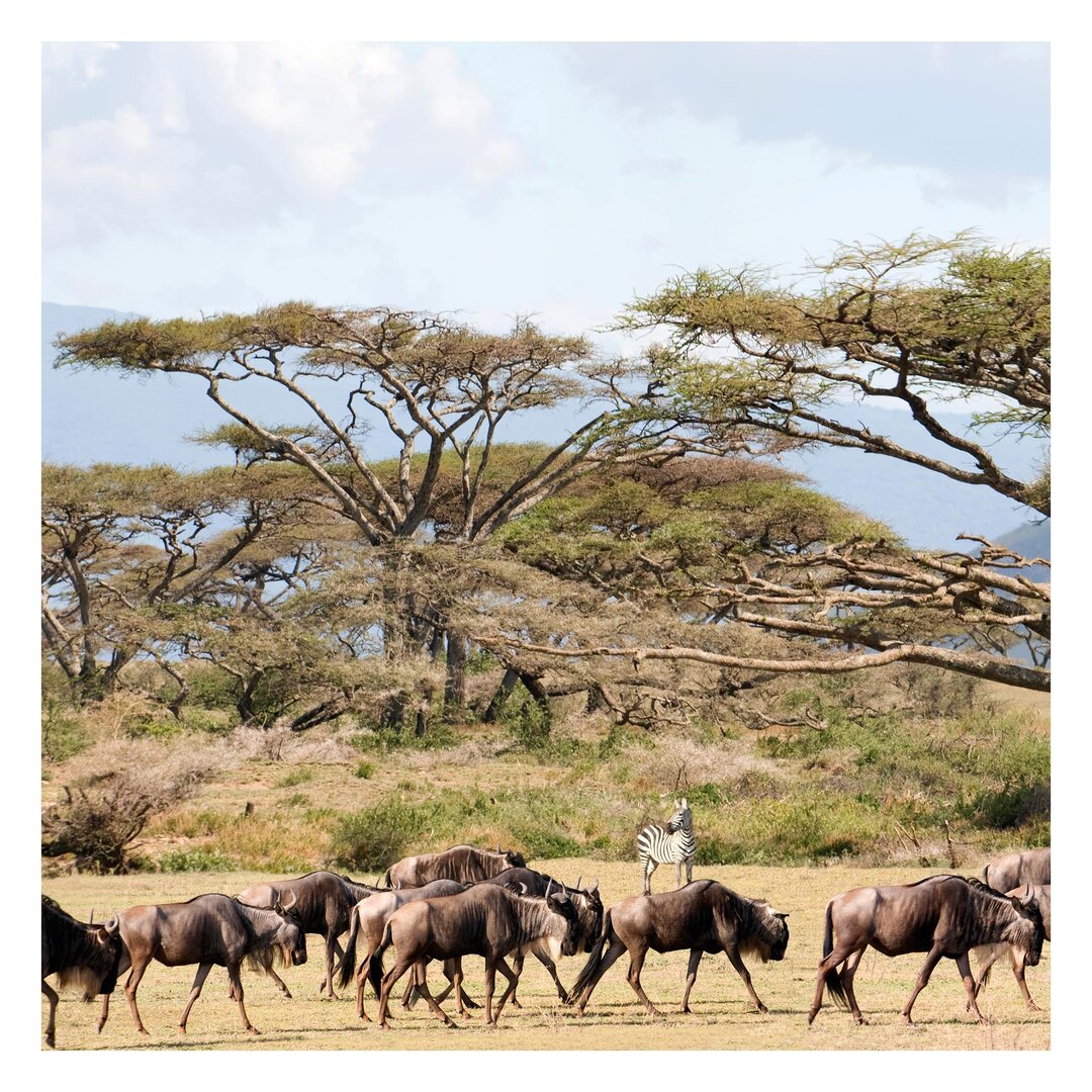 Strukturierte Tapete Herd of Wildebeest in the Savannah 2,4 m x 240 cm