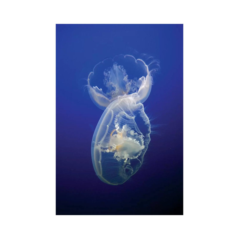 Moon Jelly Pair In Aquarium, Distributed Worldwide by Hiroya Minakuchi - Wrapped Canvas Print