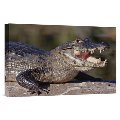 " Jacare Caiman Portrait, Pantanal, Brazil "