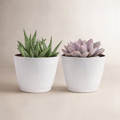 Costa Farms Assorted Succulents