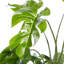 Plante artificielle verte Monstera vert avec pot en plastique noir