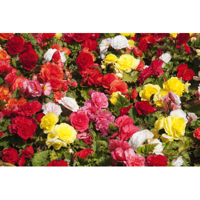 Begonias multicolore - photographie sur toile tendue