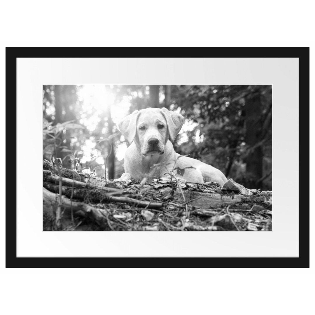 Gerahmtes Poster Hund im Wald bei Sonneuntergang