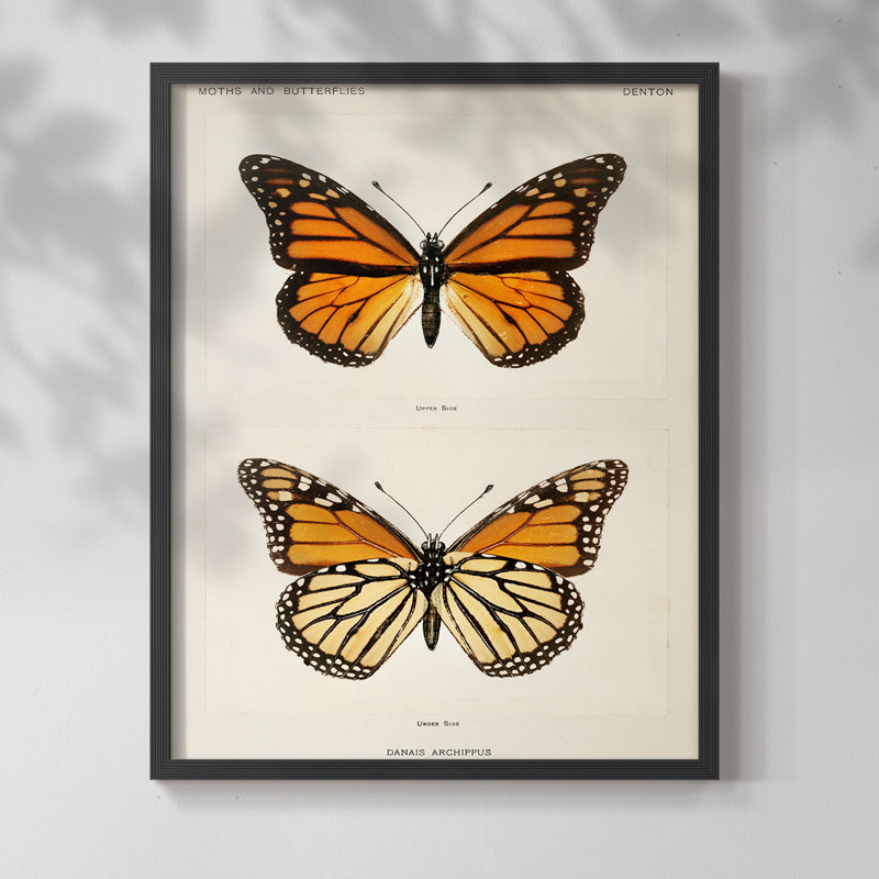«Vintage Animal Print XXII», reproduction encadrée sur papier, H 14 po x l 11 po, Noir