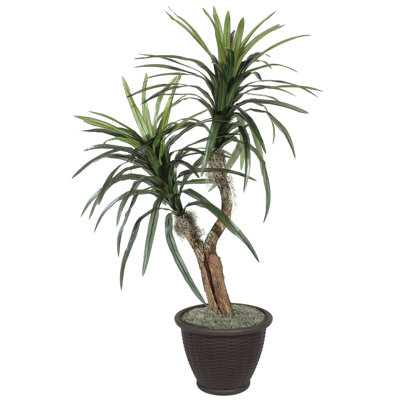 Marginata artificiel