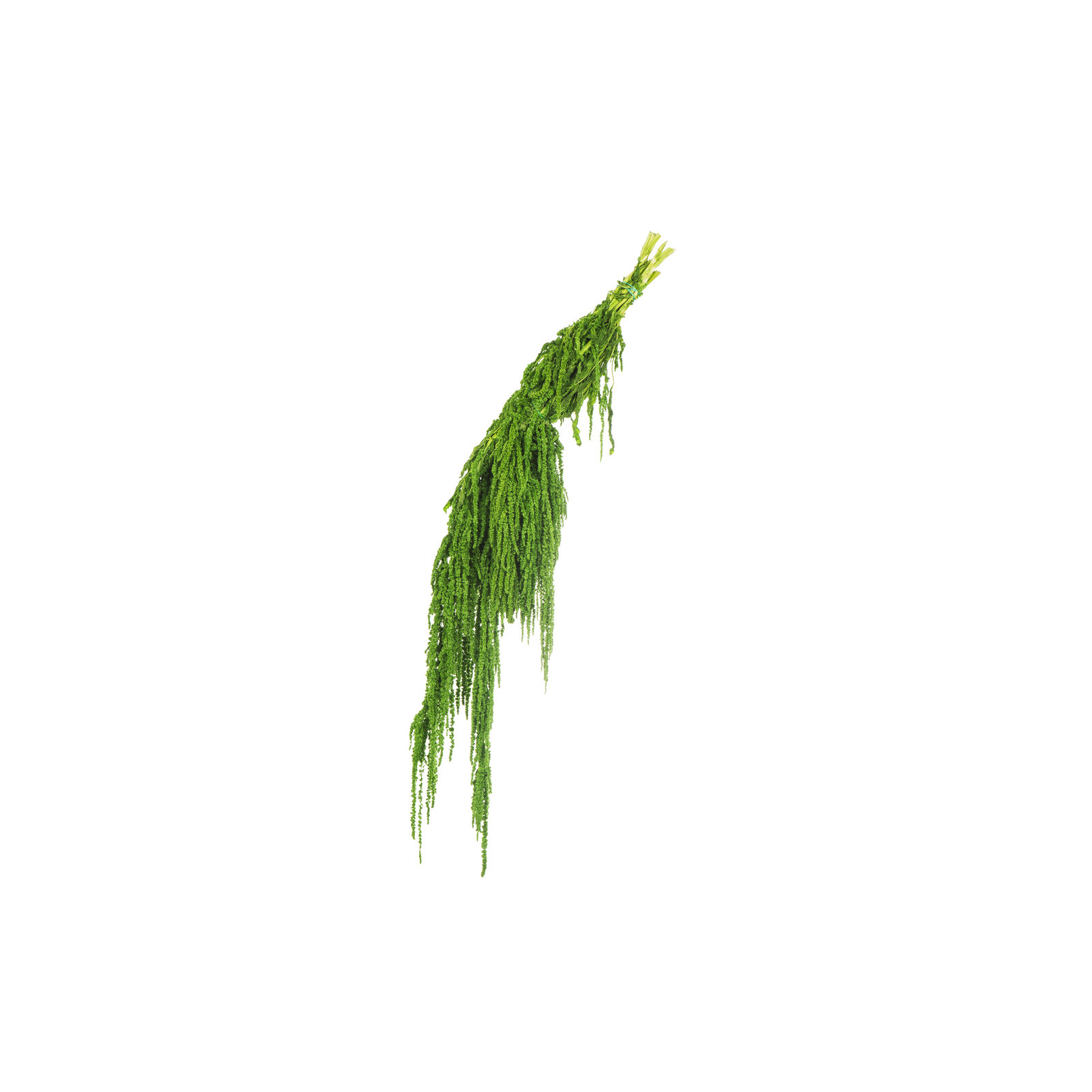 30" Amaranthus Bundle, Preserved, Spring Green