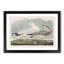 Common American Gulls by John Audubon - Picture Frame Painting-57864544-57864549